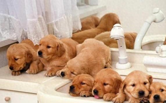 新手养狗没准备这几样,家里转眼变“灾难现场”?-派特超人-宠物