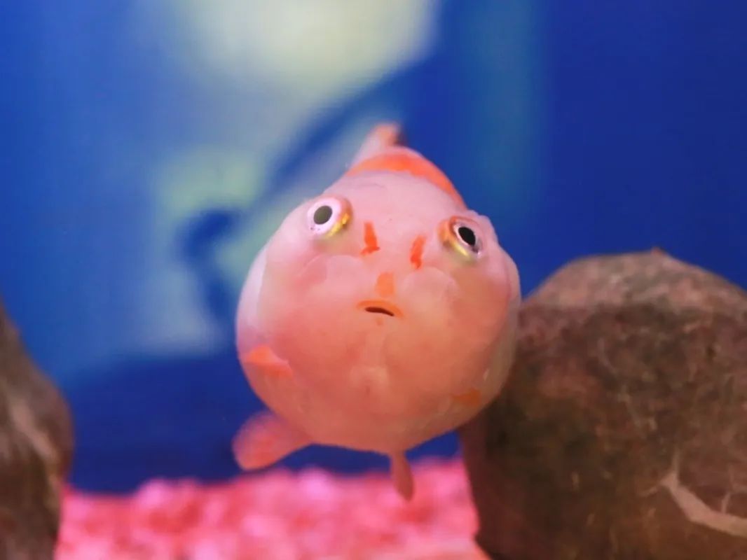 注意!水温不能过高!家中养鱼的你快看过来→-派特超人-宠物