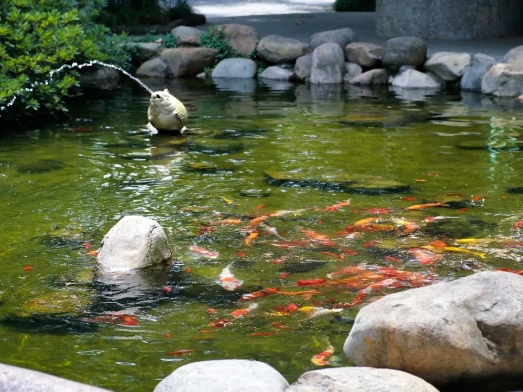夏天鱼儿氧气供应_鱼缸水温骤变的应急措施_鱼缸夏天降温方法
