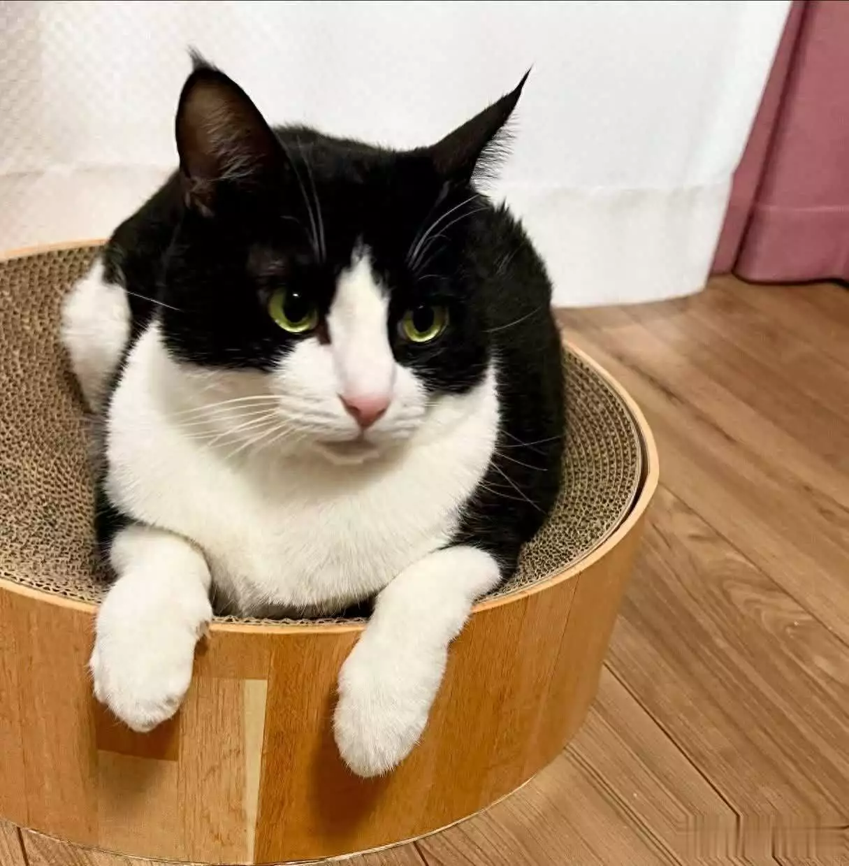 那些荣登“猫咪社交黑名单”的几种人类行为-派特超人-宠物