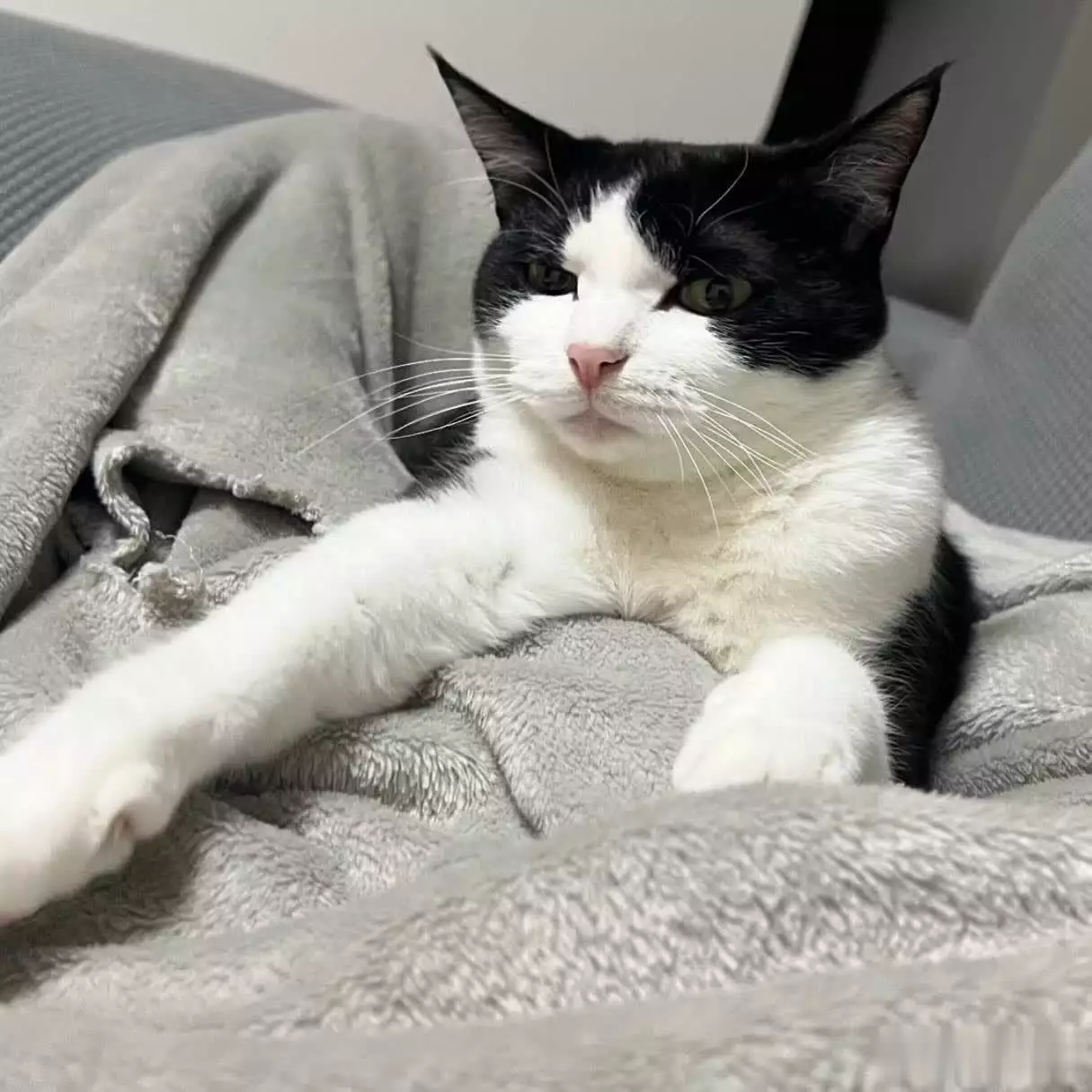 猫咪不喜欢的人类行为_猫咪的社交行为解读_猫咪黑名单人类行为