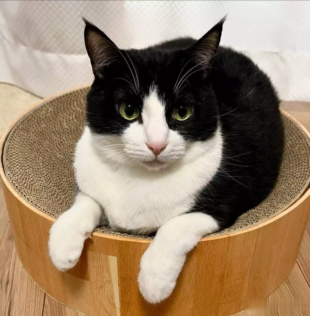 猫咪不喜欢的人类行为_猫咪黑名单人类行为_猫咪的社交行为解读