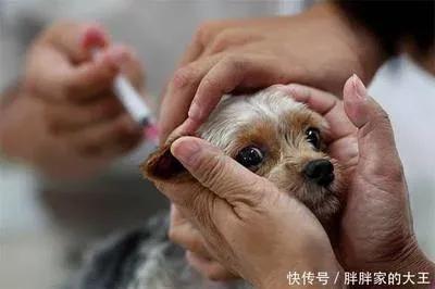 狗狗科学预防疾病_如何避免狗狗洗澡后感冒_狗狗疫苗防病法则