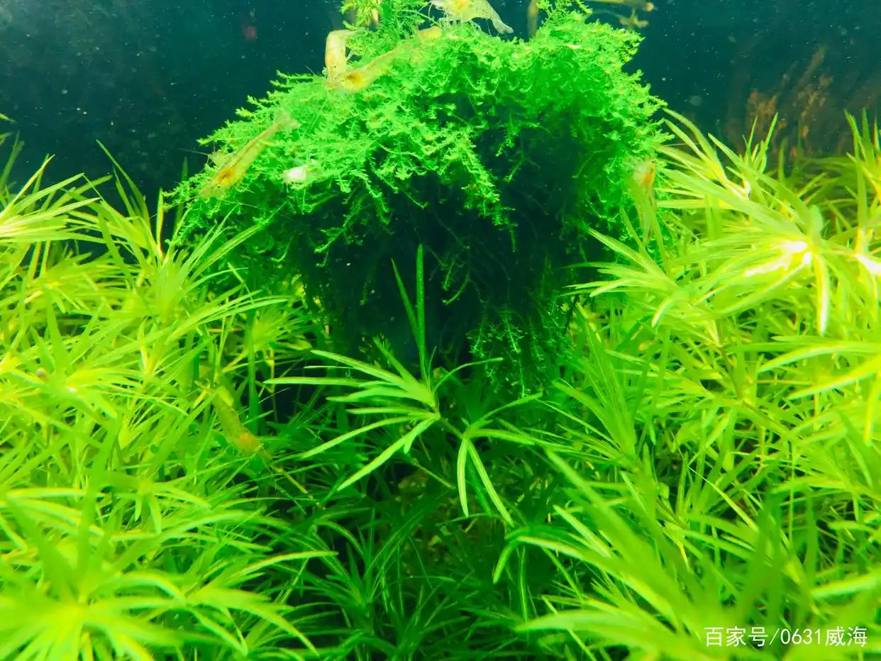 鱼缸水质一直调理不好,找来找去原因终究在这里,你注意到没有-派特超人-宠物