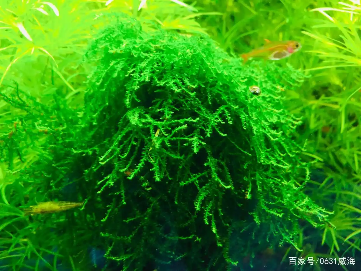 鱼缸水质保养的5个常见误区_ 鱼缸水质调理问题 _