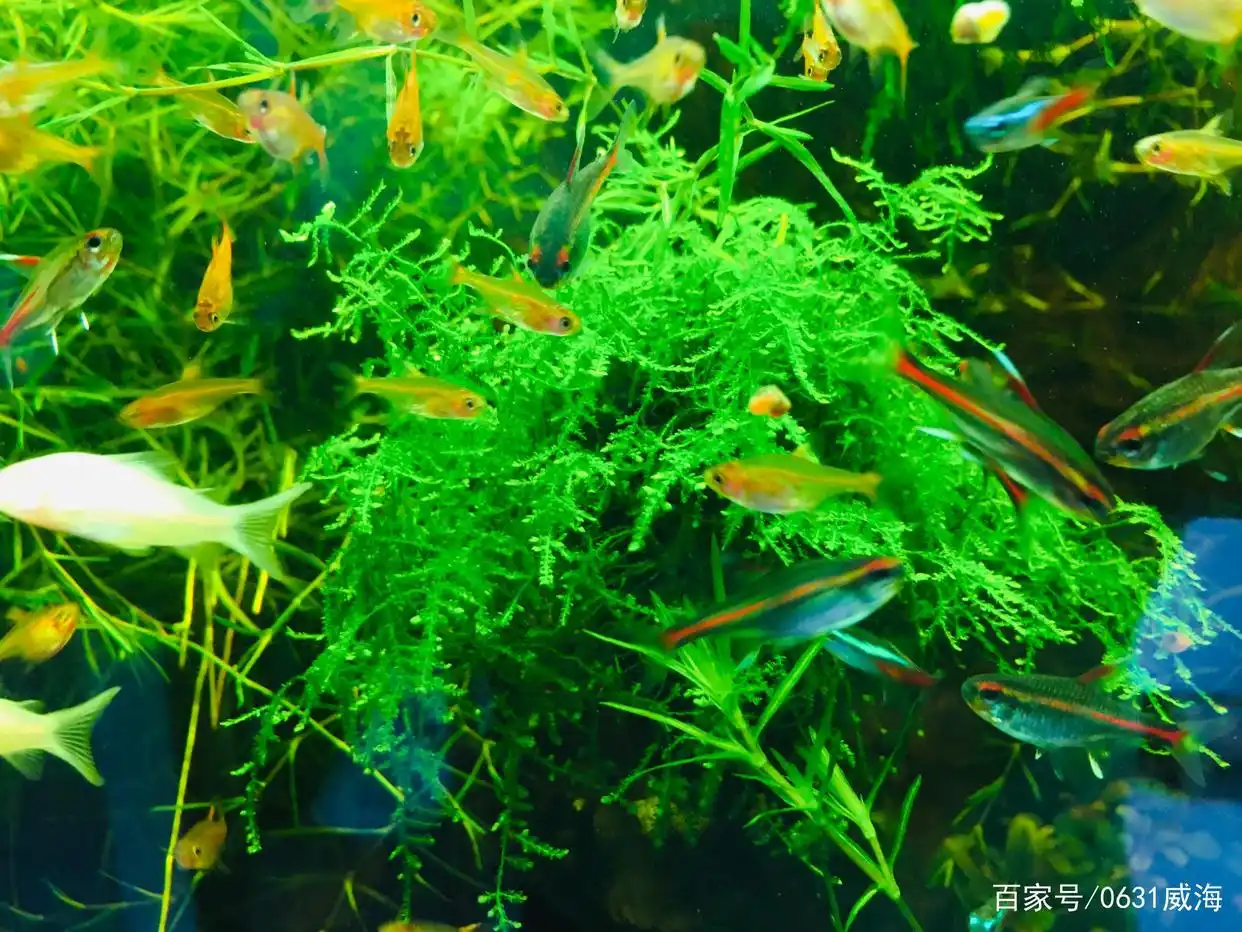 _鱼缸水质保养的5个常见误区_ 鱼缸水质调理问题 