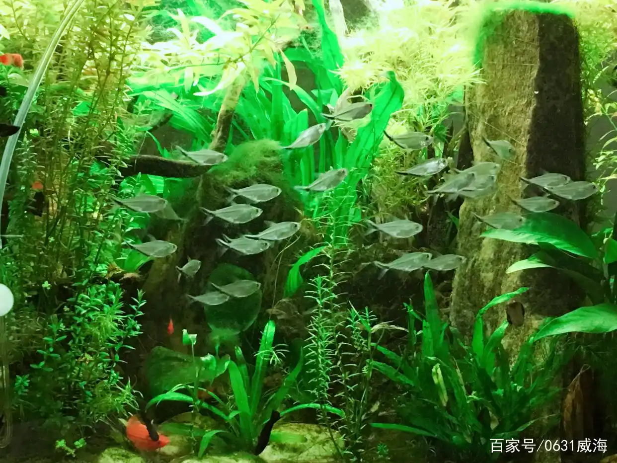 鱼缸水质保养的5个常见误区_ 鱼缸水质调理问题 _