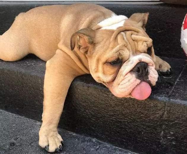 从体温调节角度浅谈狗狗中暑的原因与应对措施-派特超人-宠物