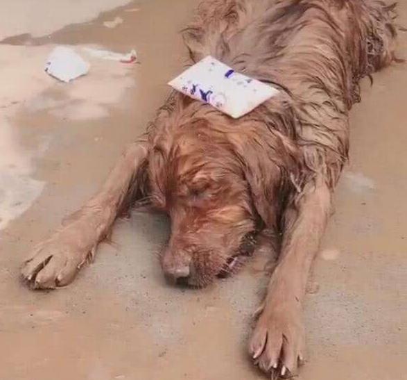 狗狗喜欢趴地板？降温需求和腹痛_狗狗中暑症状及急救措施_狗狗夏季防暑方法