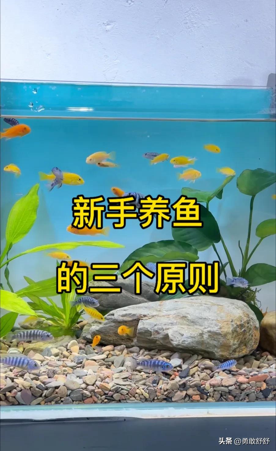 新手养鱼水质调节方法_鱼缸水质管理技巧_底砂选择会直接影响水质