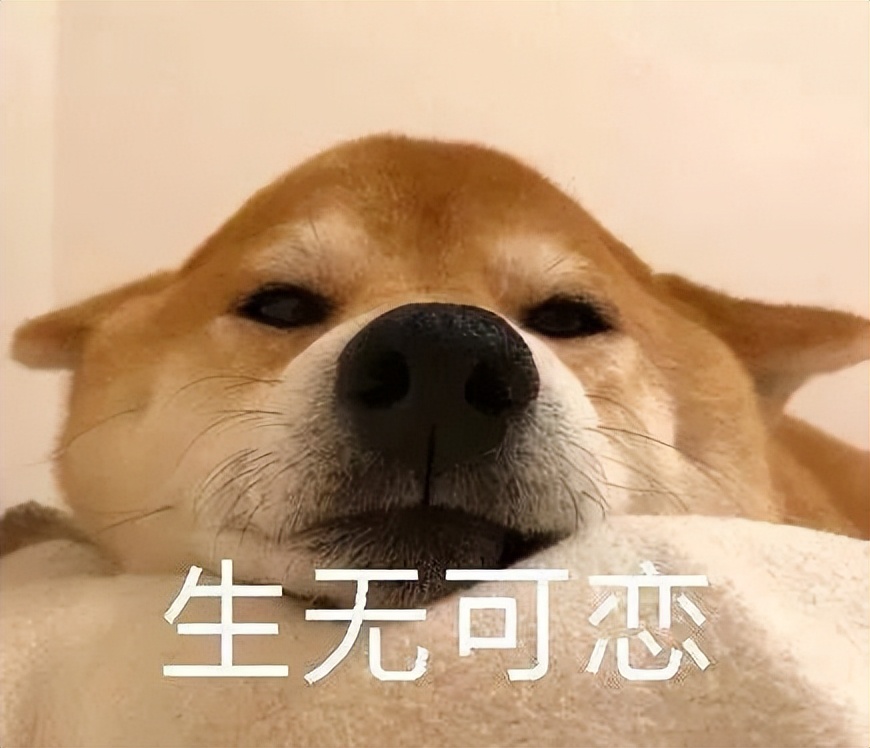 狗狗喜欢趴地板？降温需求和腹痛_狗狗发烧症状_狗狗发烧处理方法