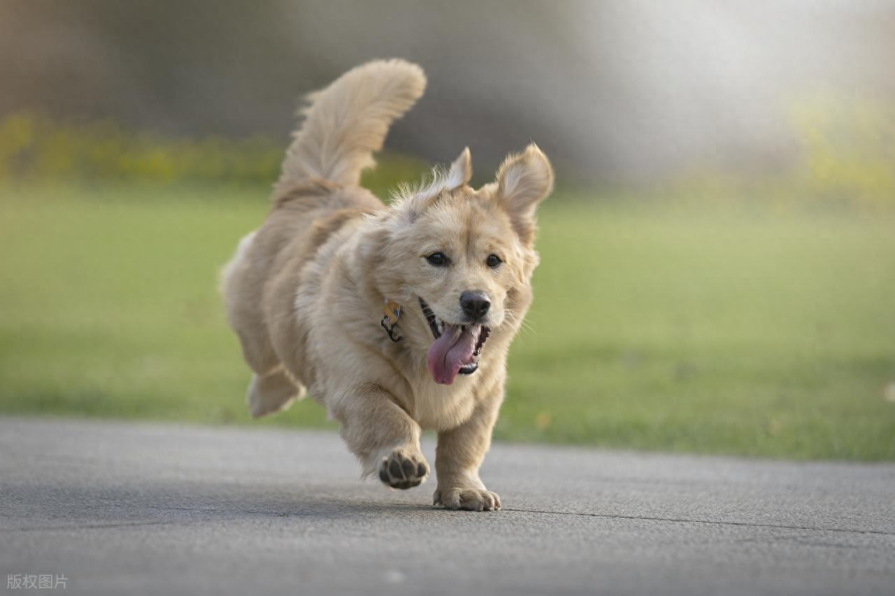 第一次养狗必犯的5个错误，你中了几个？-派特超人-宠物