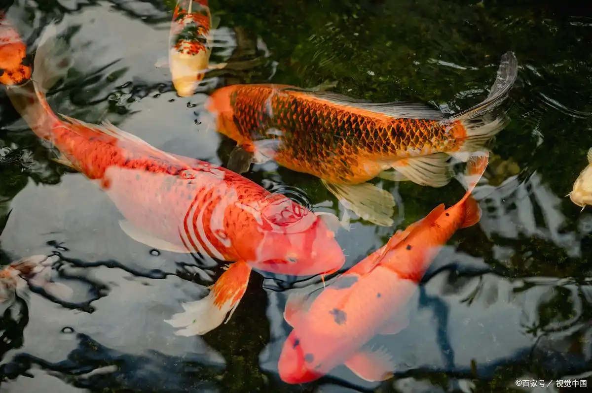 鱼烂尾大揭秘：从“美尾杀手”到“治愈秘籍”-派特超人-宠物
