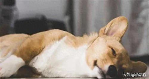 狗狗缺钙抽搐症状_狗狗补钙时期和注意事项_狗狗喜欢趴地板？降温需求和腹痛