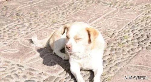 狗狗缺钙抽搐症状_狗狗补钙时期和注意事项_狗狗喜欢趴地板？降温需求和腹痛