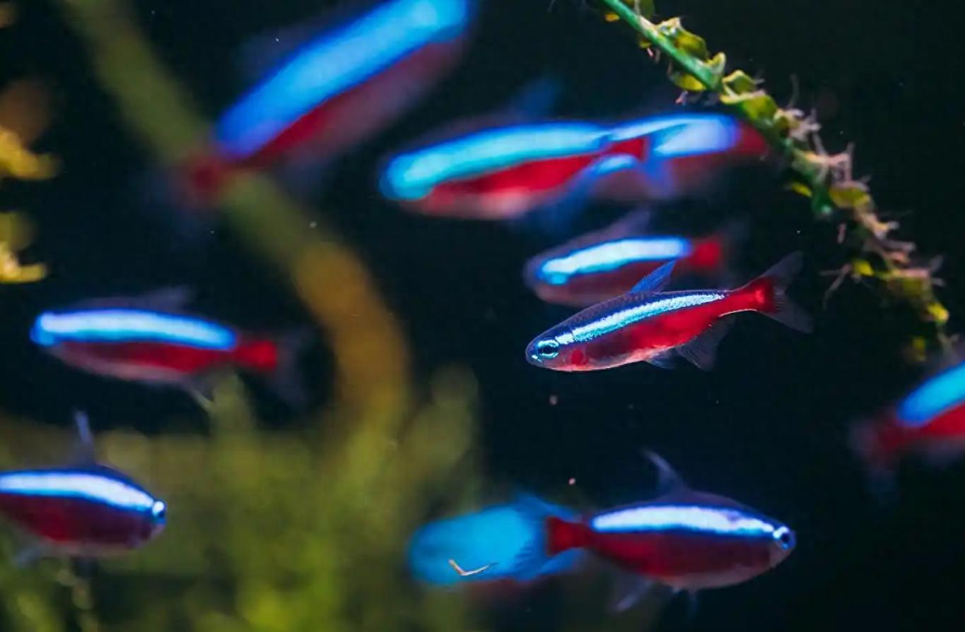水族箱安全装饰_鱼缸不宜物品_底砂选择会直接影响水质