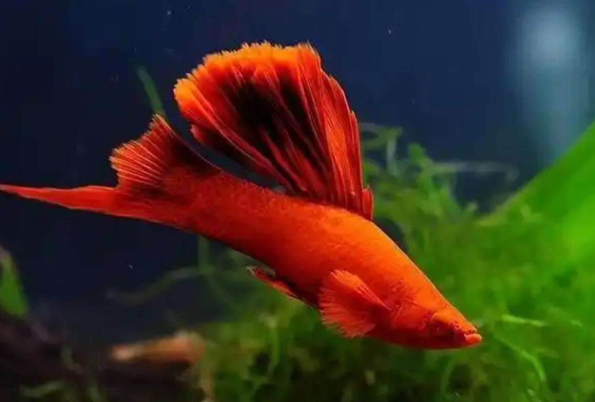 底砂选择会直接影响水质_水族箱安全装饰_鱼缸不宜物品