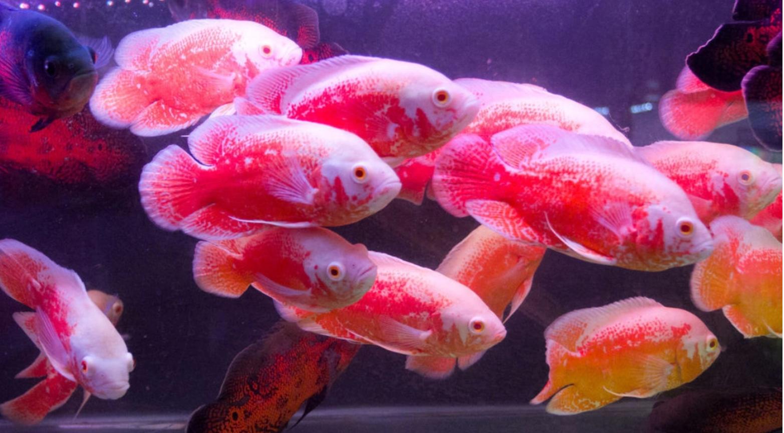 水族箱安全装饰_鱼缸不宜物品_底砂选择会直接影响水质