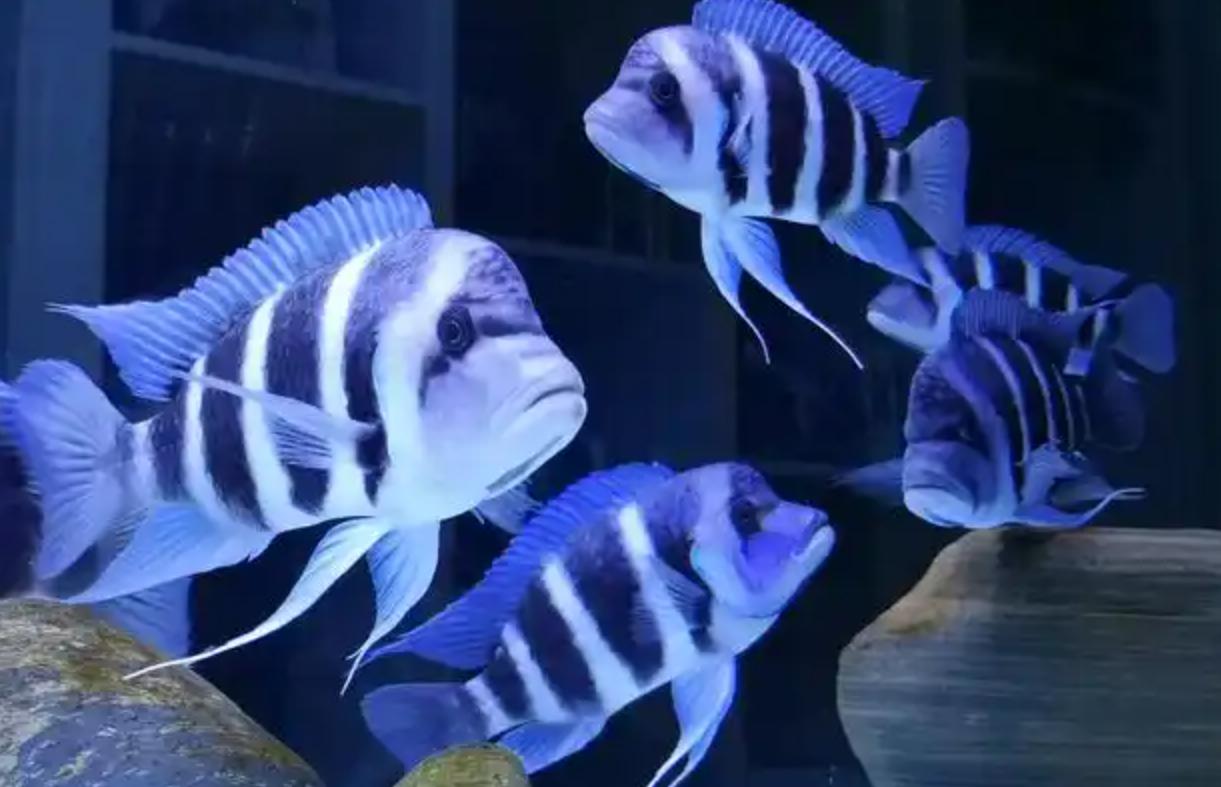 鱼缸不宜物品_水族箱安全装饰_底砂选择会直接影响水质