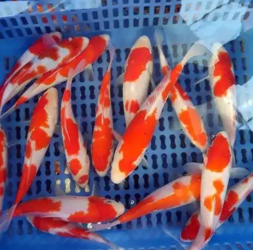 水族箱安全装饰_底砂选择会直接影响水质_鱼缸不宜物品