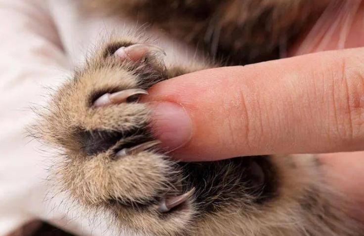 宠物猫抓伤处理方法_猫抓伤伤口处理步骤_如何正确给猫咪剪指甲