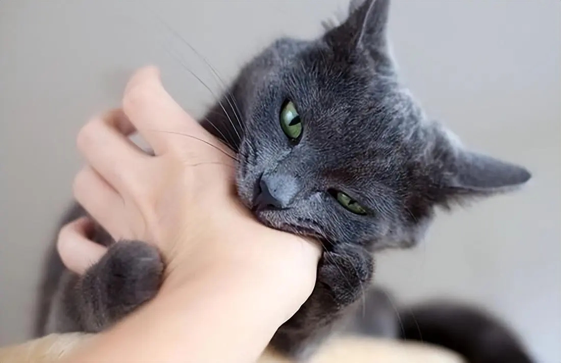 如何正确给猫咪剪指甲_宠物猫抓伤处理方法_猫抓伤伤口处理步骤