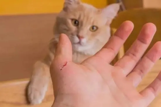 猫抓伤伤口处理步骤_宠物猫抓伤处理方法_如何正确给猫咪剪指甲