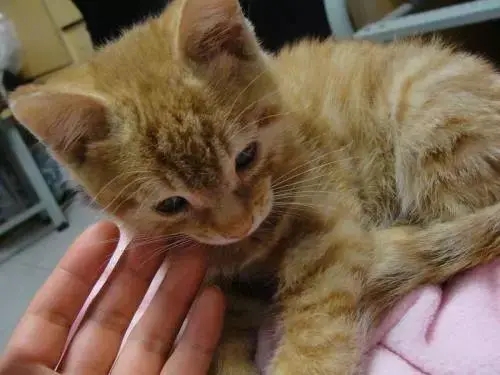 宠物猫抓伤处理方法_如何正确给猫咪剪指甲_猫抓伤伤口处理步骤