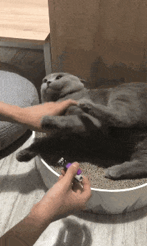 猫主人性格影响猫咪性格_如何正确给猫咪剪指甲_老人养猫性格差异