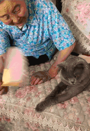 猫主人性格影响猫咪性格_老人养猫性格差异_如何正确给猫咪剪指甲