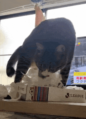 老人养猫性格差异_如何正确给猫咪剪指甲_猫主人性格影响猫咪性格