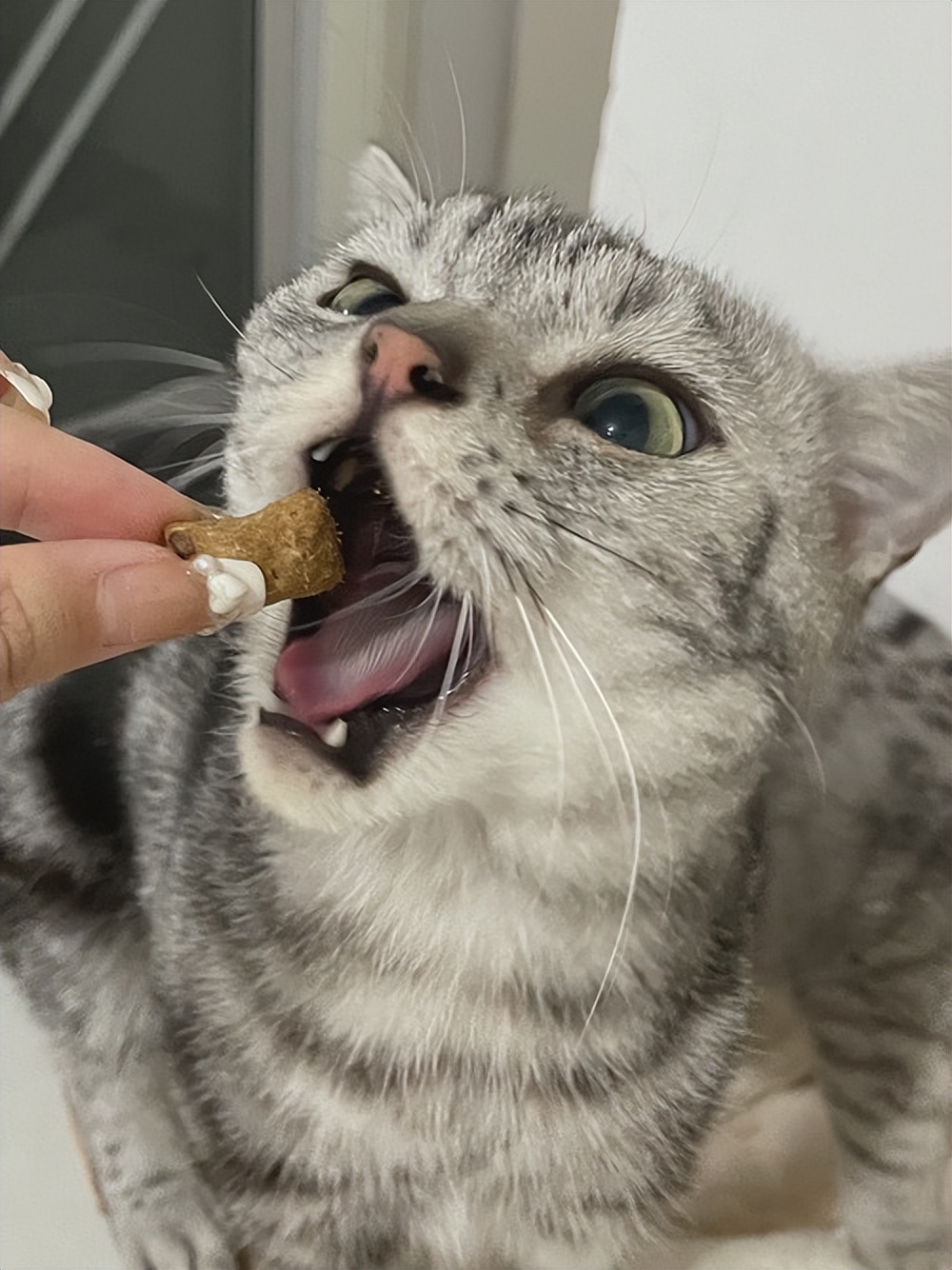 如何正确给猫咪剪指甲_猫咪绝育术前准备物品_猫咪绝育术后注意事项