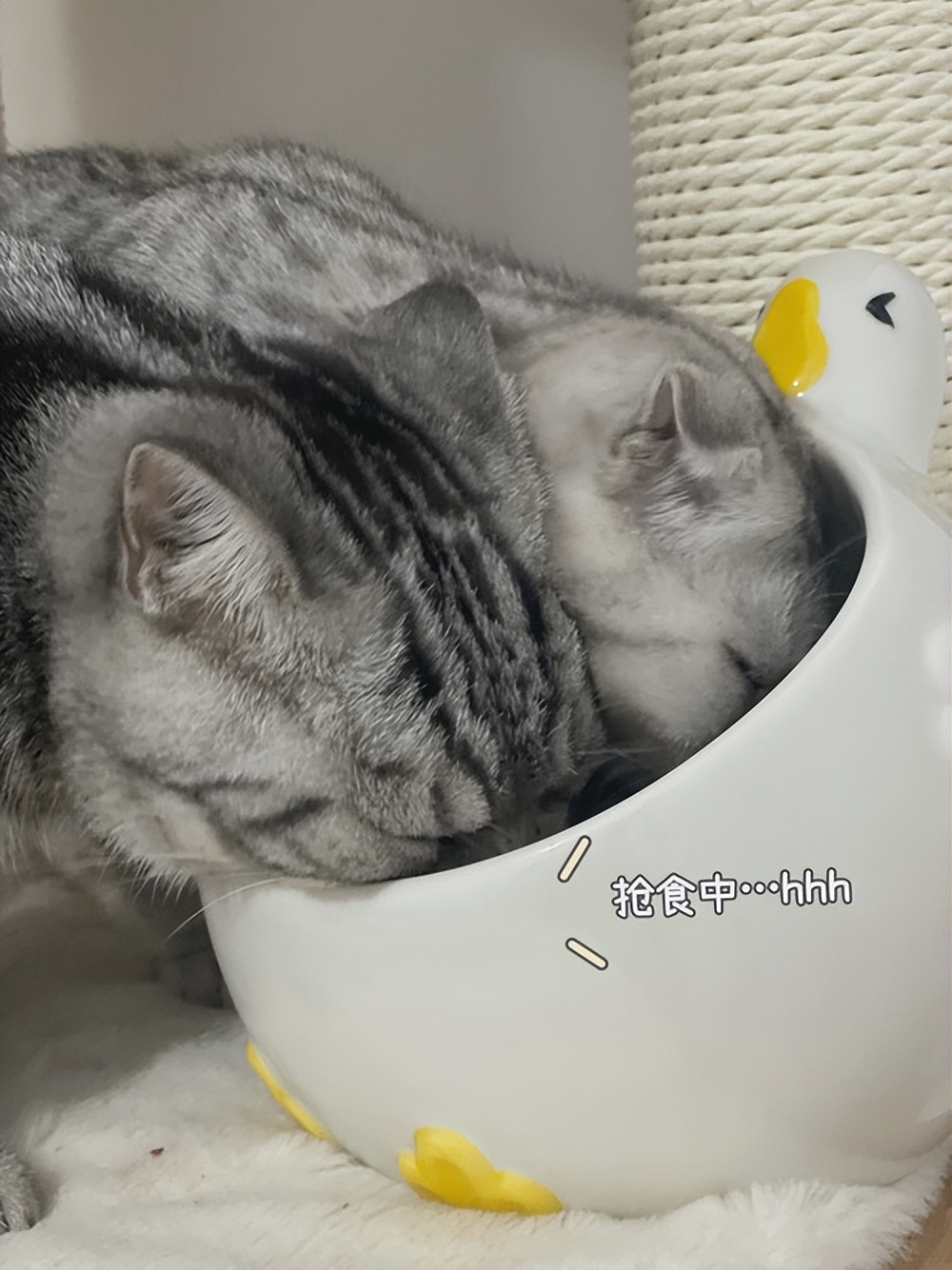 猫咪绝育术后注意事项_猫咪绝育术前准备物品_如何正确给猫咪剪指甲