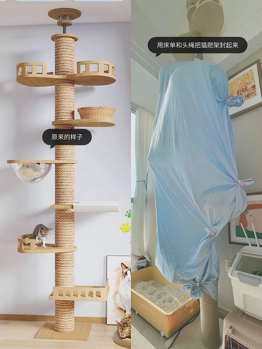 猫咪绝育术前准备物品_如何正确给猫咪剪指甲_猫咪绝育术后注意事项