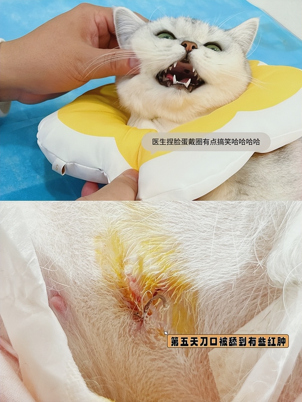 猫咪绝育术前准备物品_猫咪绝育术后注意事项_如何正确给猫咪剪指甲