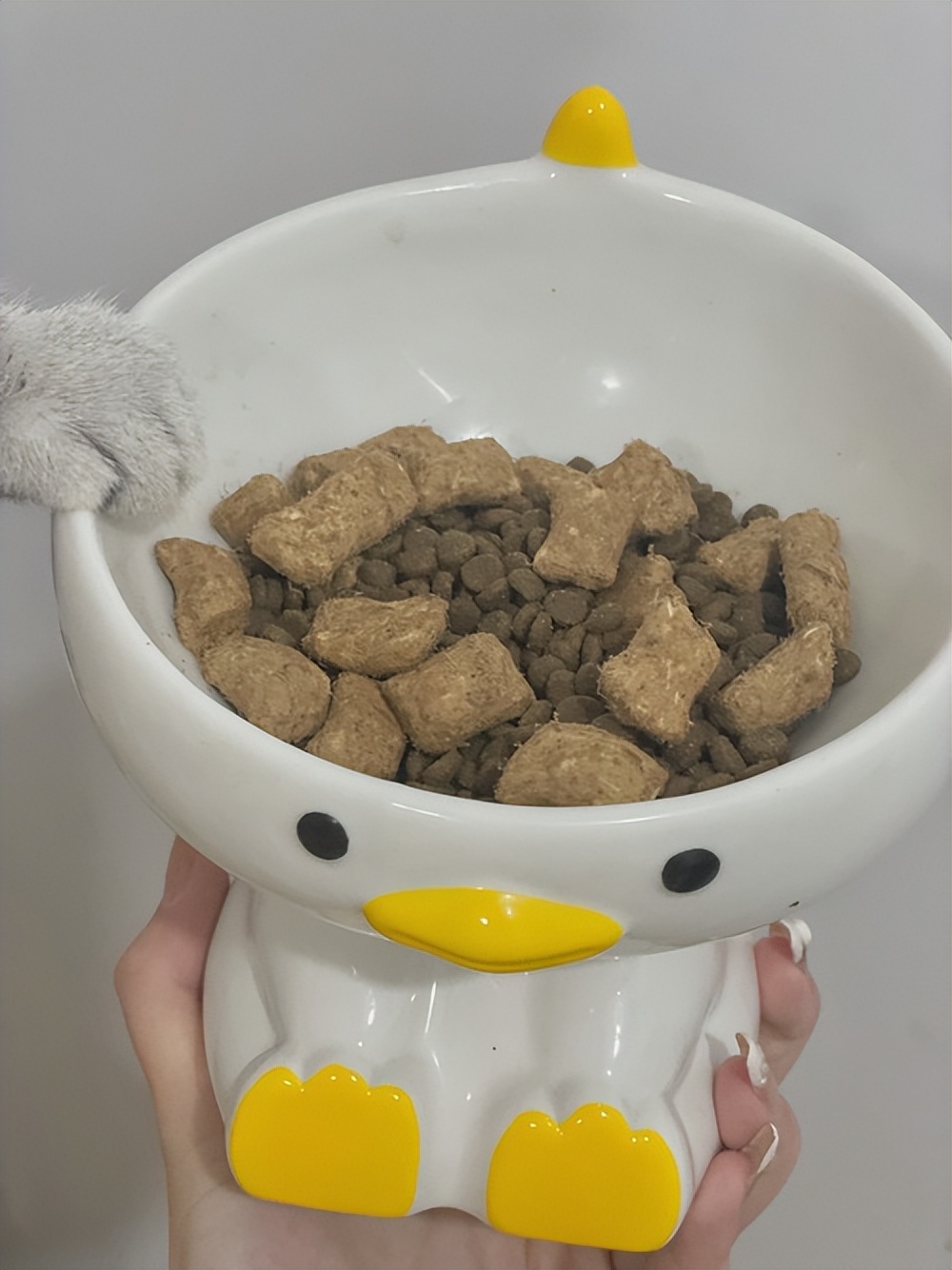 猫咪绝育术前准备物品_猫咪绝育术后注意事项_如何正确给猫咪剪指甲