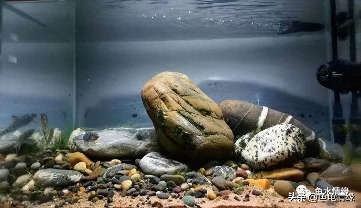 浅谈溪流缸-派特超人-宠物