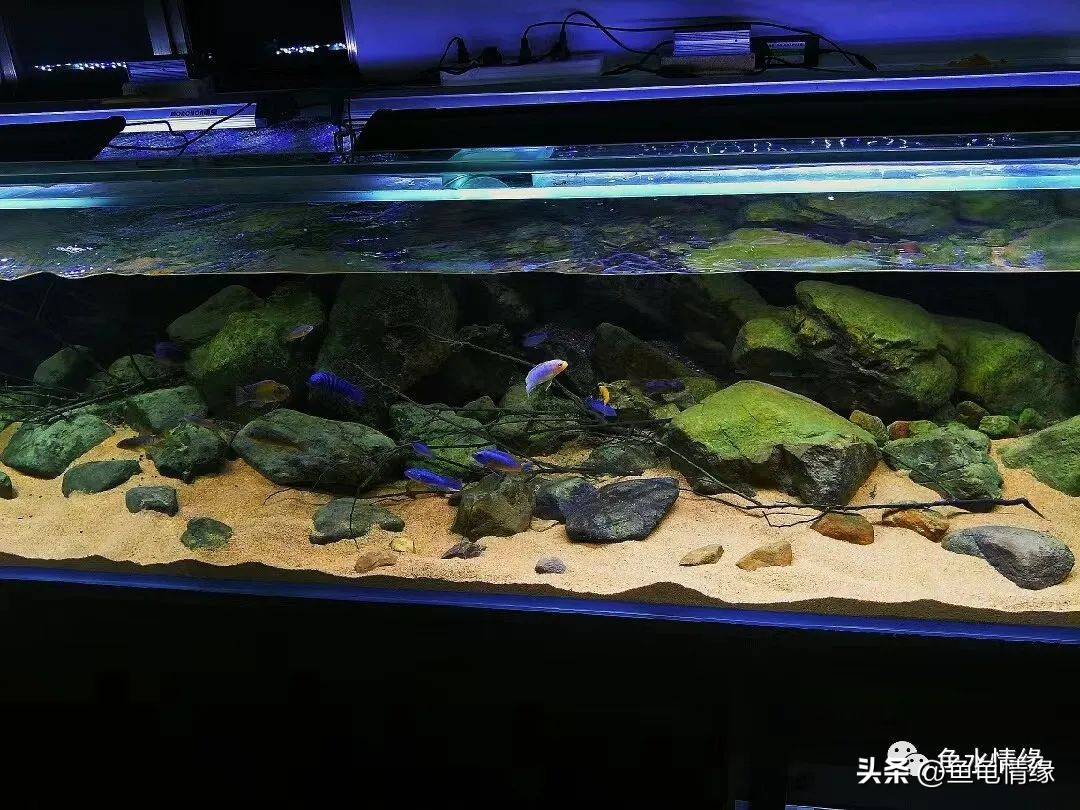 底砂选择会直接影响水质_原生鱼溪流缸打造_溪流缸底砂选择