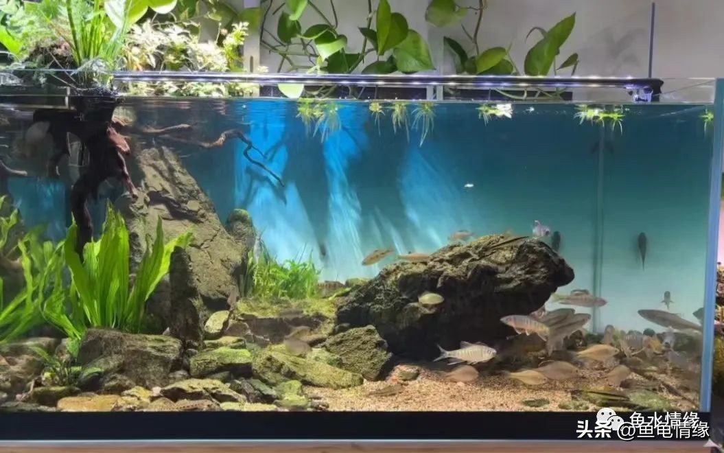 溪流缸底砂选择_底砂选择会直接影响水质_原生鱼溪流缸打造