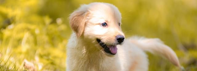 狗眼睛发红流眼泪是什么原因 狗眼睛红肿突出是怎么回事要怎么治疗-派特超人-宠物