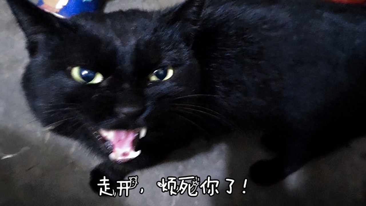 猫咪恨主人行为_猫咪情绪表达_怎样让猫咪不害怕打雷