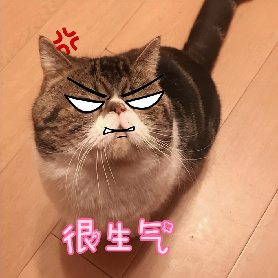 怎样让猫咪不害怕打雷_猫咪恨主人行为_猫咪情绪表达
