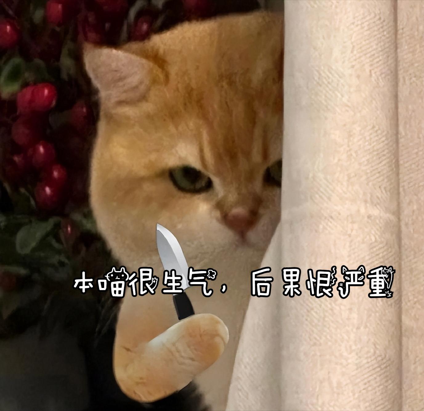 猫咪情绪表达_猫咪恨主人行为_怎样让猫咪不害怕打雷