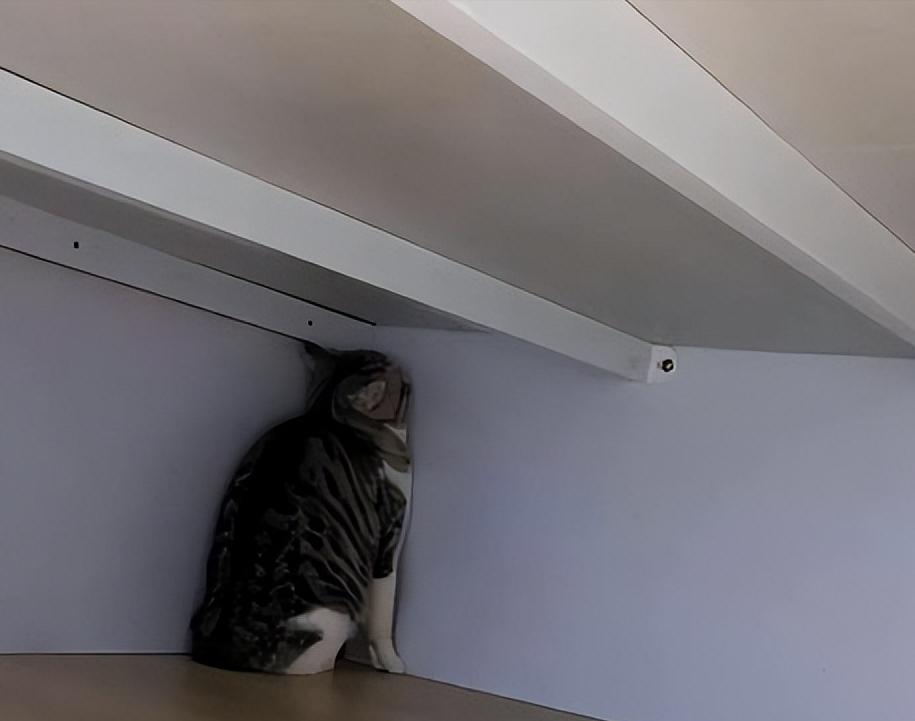 猫咪恨主人行为_猫咪情绪表达_怎样让猫咪不害怕打雷