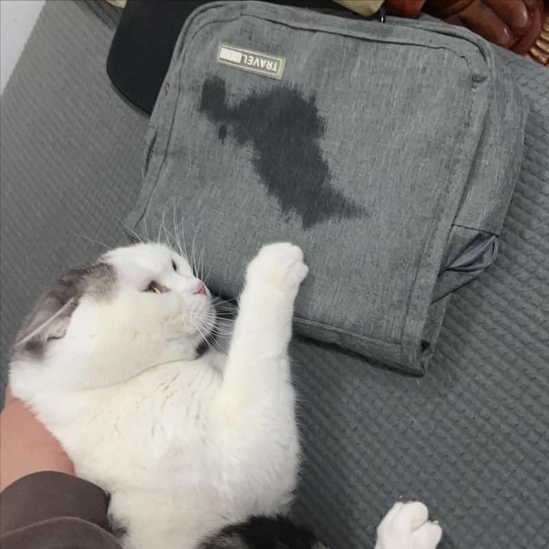 猫咪情绪表达_猫咪恨主人行为_怎样让猫咪不害怕打雷