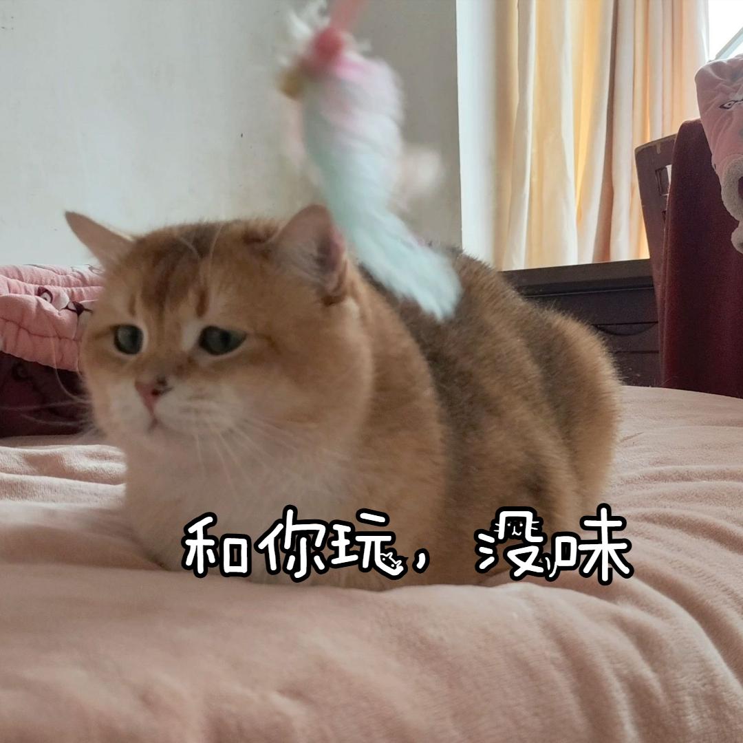 猫咪情绪表达_猫咪恨主人行为_怎样让猫咪不害怕打雷