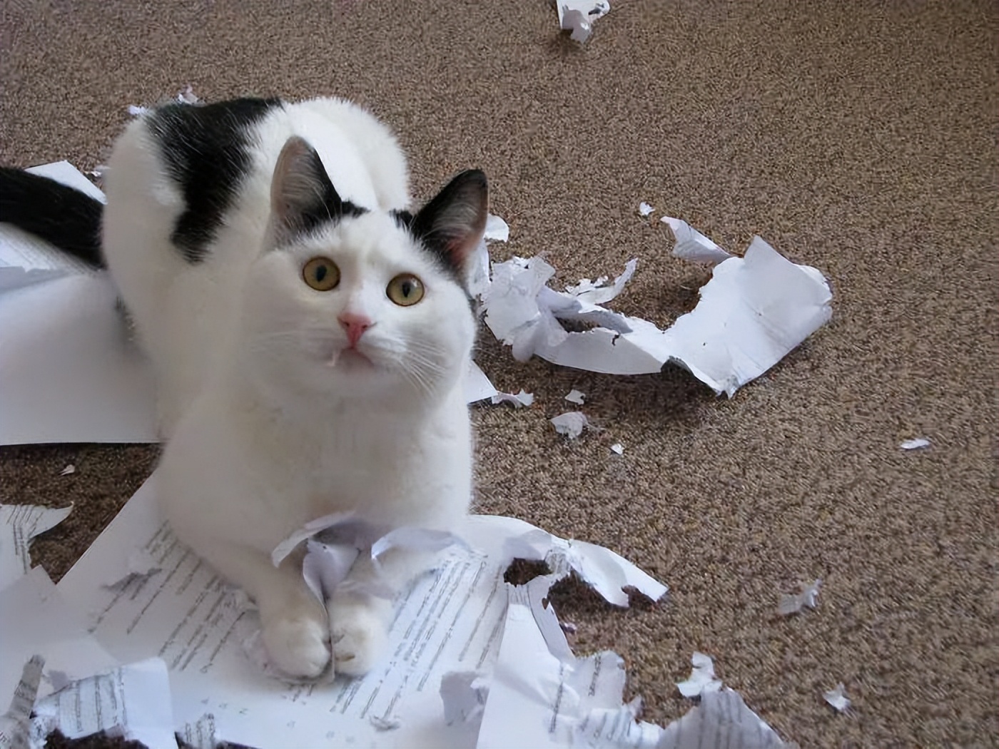 猫咪恨主人行为_猫咪情绪表达_怎样让猫咪不害怕打雷