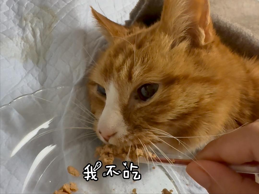 怎样让猫咪不害怕打雷_猫咪恨主人行为_猫咪情绪表达