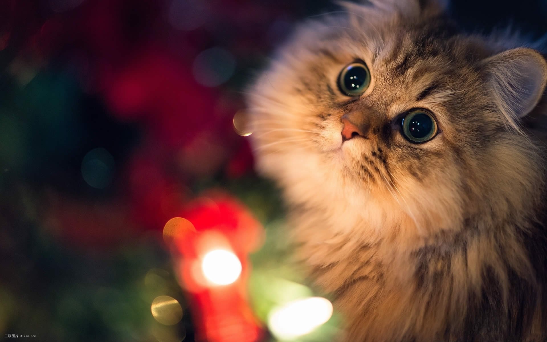 猫咪刷牙的循序渐进训练法_猫咪训练耐心技巧_喵星人行为规矩训练