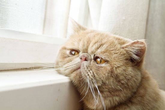 猫咪训练耐心技巧_喵星人行为规矩训练_猫咪刷牙的循序渐进训练法